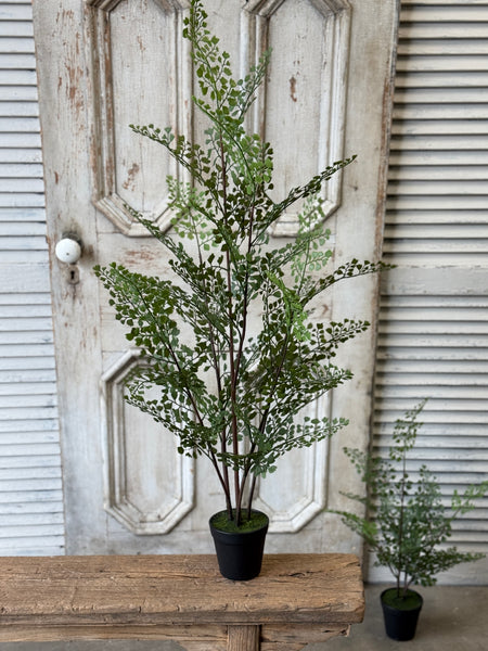 Green Maiden Fern in Pot | 36" | NOT CURRENTLY IN STOCK-New For Spring 2027!