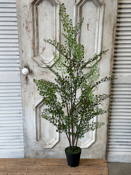 Green Maiden Fern in Pot | 36" | NOT CURRENTLY IN STOCK-New For Spring 2027!