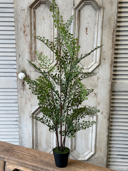 Green Maiden Fern in Pot | 36" | NOT CURRENTLY IN STOCK-New For Spring 2027!