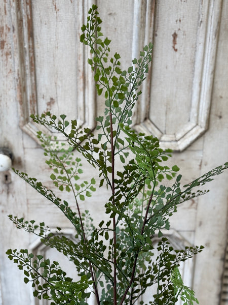 Green Maiden Fern in Pot | 36" | NOT CURRENTLY IN STOCK-New For Spring 2027!