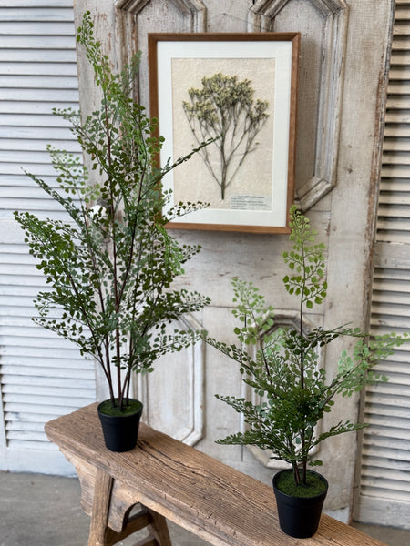 Green Maiden Fern in Pot | 23" | NOT CURRENTLY IN STOCK-New For Spring 2027!