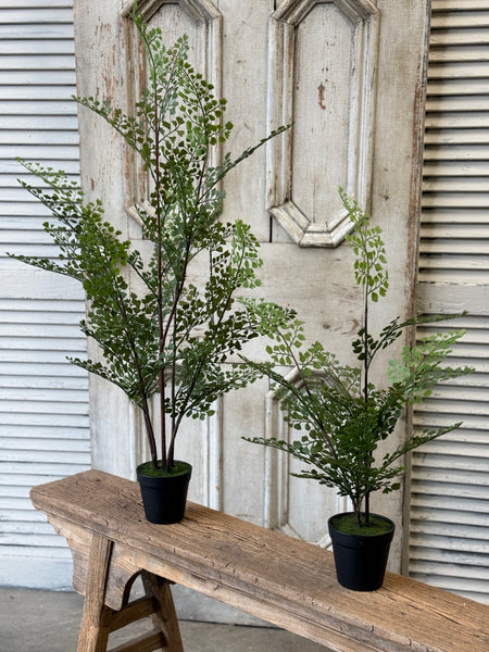 Green Maiden Fern in Pot | 36" | NOT CURRENTLY IN STOCK-New For Spring 2027!