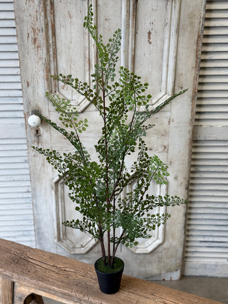 Green Maiden Fern in Pot | 36" | NOT CURRENTLY IN STOCK-New For Spring 2027!