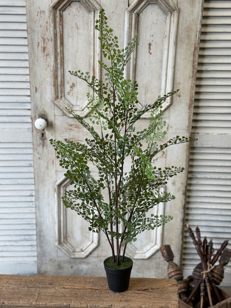 Green Maiden Fern in Pot | 36" | NOT CURRENTLY IN STOCK-New For Spring 2027!