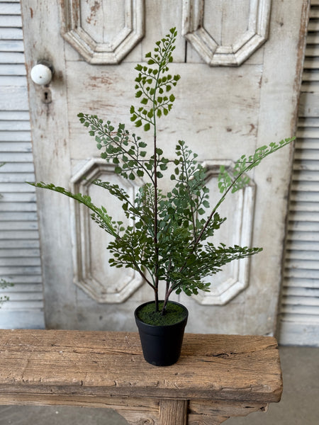 Green Maiden Fern in Pot | 23" | NOT CURRENTLY IN STOCK-New For Spring 2027!