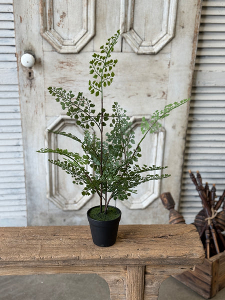 Green Maiden Fern in Pot | 23" | NOT CURRENTLY IN STOCK-New For Spring 2027!