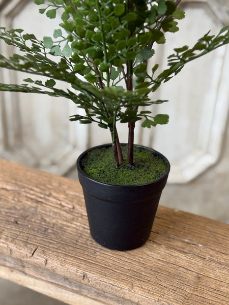 Green Maiden Fern in Pot | 23" | NOT CURRENTLY IN STOCK-New For Spring 2027!