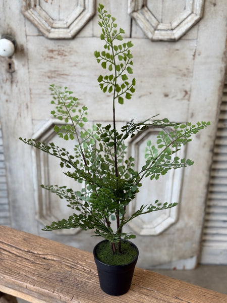 Green Maiden Fern in Pot | 23" | NOT CURRENTLY IN STOCK-New For Spring 2027!