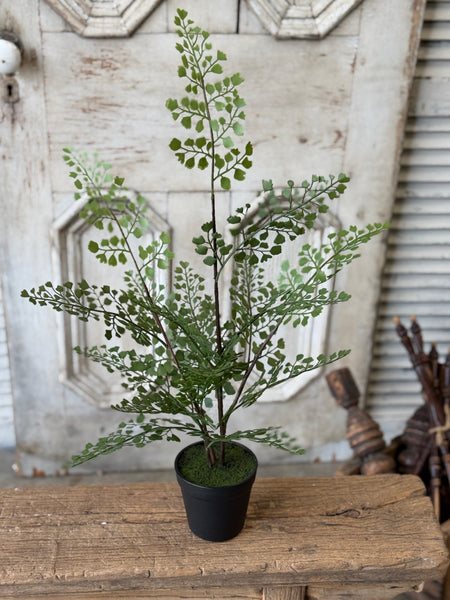 Green Maiden Fern in Pot | 23" | NOT CURRENTLY IN STOCK-New For Spring 2027!