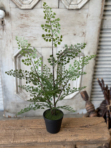 Green Maiden Fern in Pot | 23" | NOT CURRENTLY IN STOCK-New For Spring 2027!