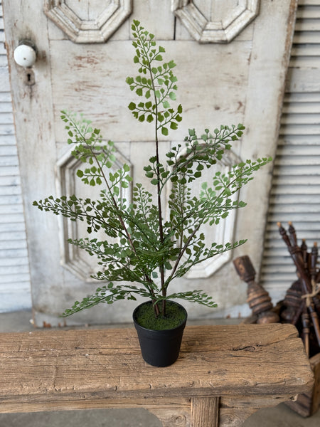 Green Maiden Fern in Pot | 23" | NOT CURRENTLY IN STOCK-New For Spring 2027!