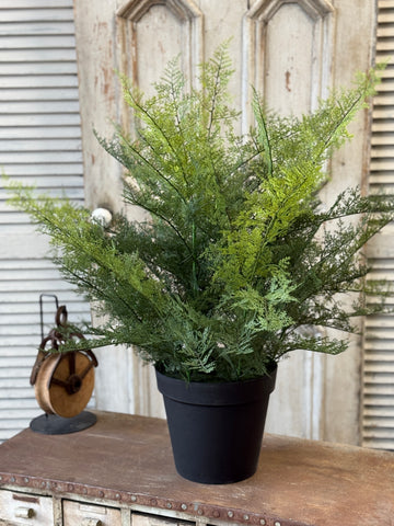 Meridian Fern in Pot | 32" | NOT CURRENTLY IN STOCK-New For Spring 2027!