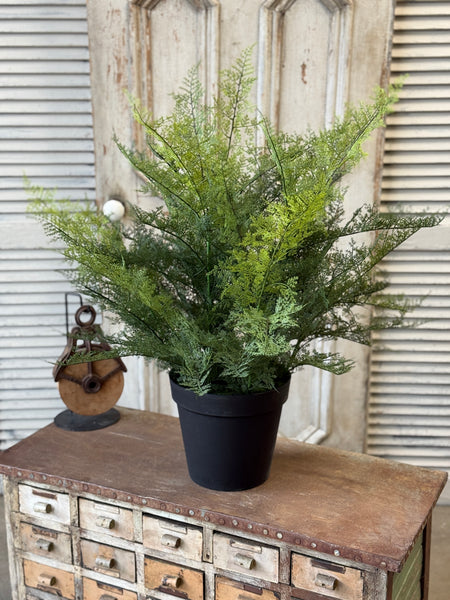Meridian Fern in Pot | 32" | NOT CURRENTLY IN STOCK-New For Spring 2027!