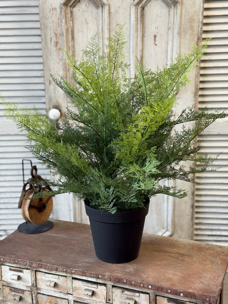 Meridian Fern in Pot | 32" | NOT CURRENTLY IN STOCK-New For Spring 2027!