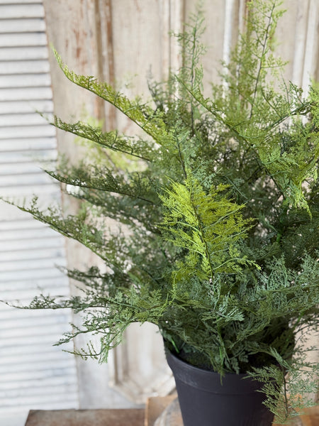 Meridian Fern in Pot | 25" | NOT CURRENTLY IN STOCK-New For Spring 2027!