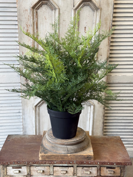 Meridian Fern in Pot | 32" | NOT CURRENTLY IN STOCK-New For Spring 2027!