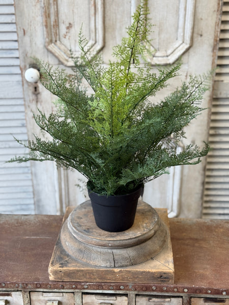 Meridian Fern in Pot | 25" | NOT CURRENTLY IN STOCK-New For Spring 2027!