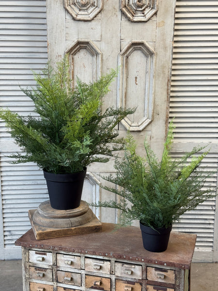Meridian Fern in Pot | 25" | NOT CURRENTLY IN STOCK-New For Spring 2027!