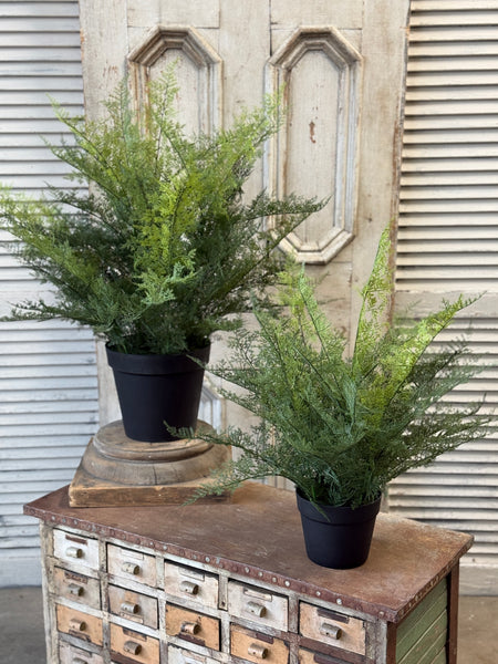 Meridian Fern in Pot | 25" | NOT CURRENTLY IN STOCK-New For Spring 2027!