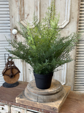 Meridian Fern in Pot | 25" | NOT CURRENTLY IN STOCK-New For Spring 2027!