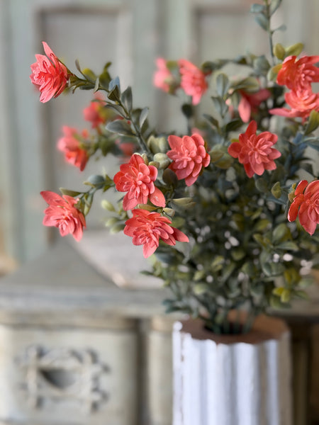 Cassandra Bush | 18" | Priss | NOT CURRENTLY IN STOCK-New For Spring 2027!