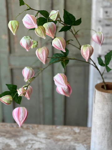 Lamplighter Buds | 33" | Blush | Limited Stock - Last 36pcs! (will be discontinued for Spring 2026)