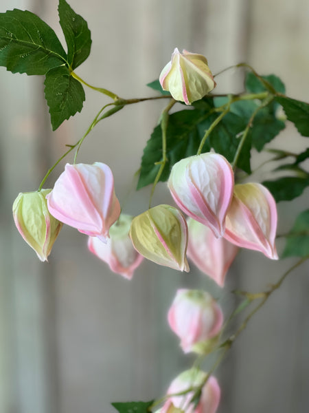 Lamplighter Buds | 33" | Blush | Limited Stock - Last 36pcs! (will be discontinued for Spring 2026)