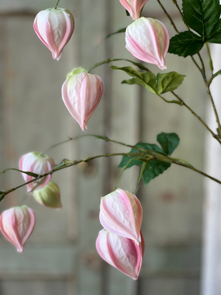 Lamplighter Buds | 33" | Blush | Limited Stock - Last 36pcs! (will be discontinued for Spring 2026)