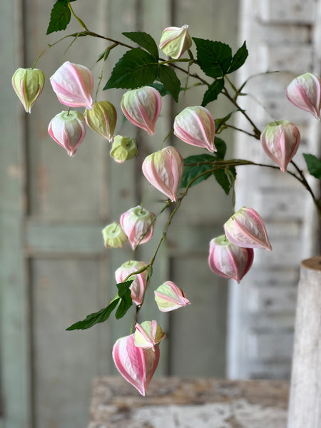 Lamplighter Buds | 33" | Blush | Limited Stock - Last 36pcs! (will be discontinued for Spring 2026)