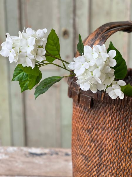 Pinnacle Hydrangea | 30" | Cream
