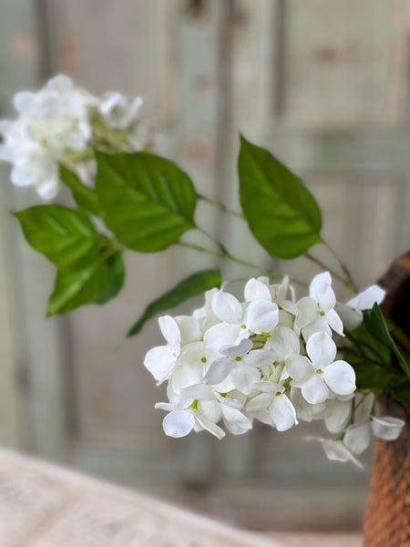 Pinnacle Hydrangea | 30" | Cream