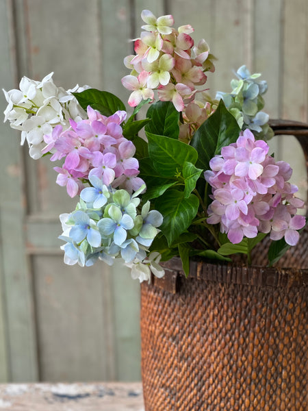 Pinnacle Hydrangea | 30" | Cream