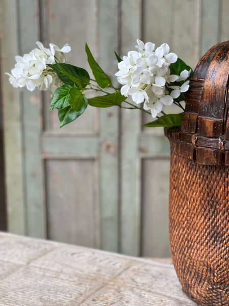 Pinnacle Hydrangea | 30" | Cream