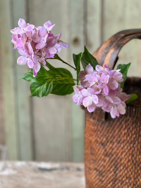 Pinnacle Hydrangea | 30" | Mystic