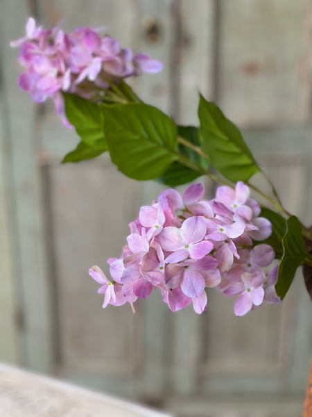 Pinnacle Hydrangea | 30" | Mystic