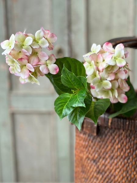 Pinnacle Hydrangea | 30" | Peekaboo