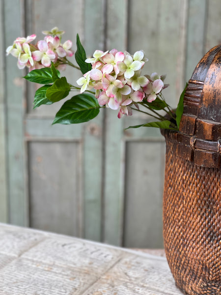 Pinnacle Hydrangea | 30" | Peekaboo