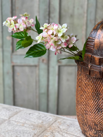 Pinnacle Hydrangea | 30" | Peekaboo