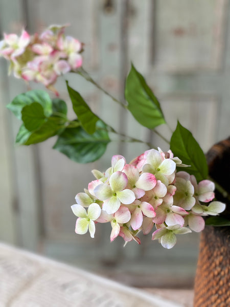 Pinnacle Hydrangea | 30" | Peekaboo