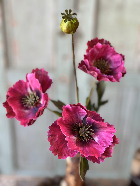 Winning Streak Poppy | 26.5" | Beauty | NOT CURRENTLY IN STOCK - Spring 2026