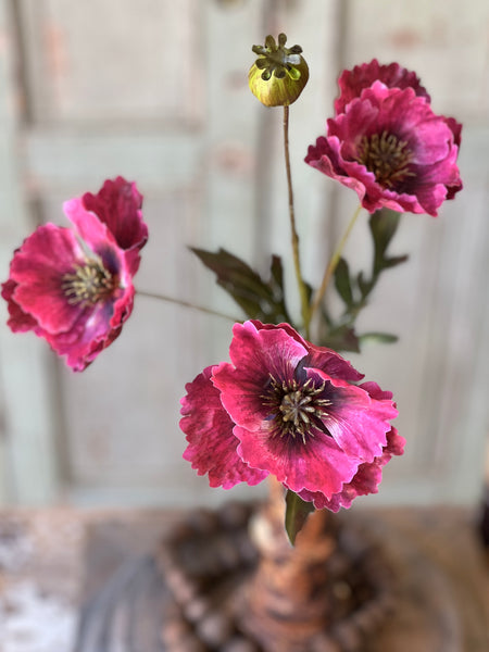 Winning Streak Poppy | 26.5" | Beauty | NOT CURRENTLY IN STOCK - Spring 2026