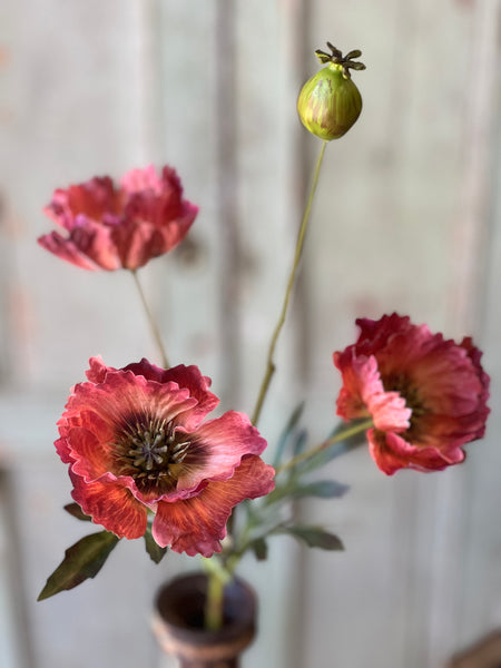 Winning Streak Poppy | 26.5" | Flambe' | NOT CURRENTLY IN STOCK - Spring 2026