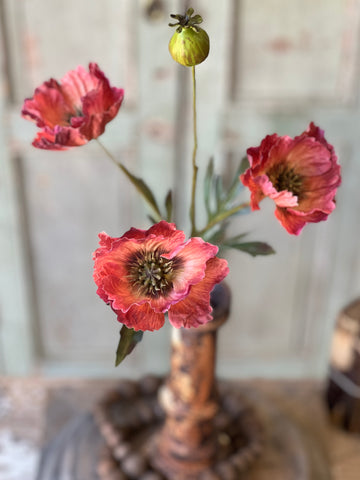 Winning Streak Poppy | 26.5" | Flambe' | NOT CURRENTLY IN STOCK - Spring 2026