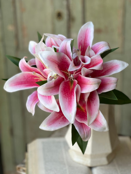 Eden Lily Bundle | 20" | Stargazer | NOT CURRENTLY IN STOCK-New For Spring 2026!