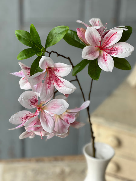Adeline Azalea | 20" | First Blush | NOT CURRENTLY IN STOCK-New For Spring 2026!