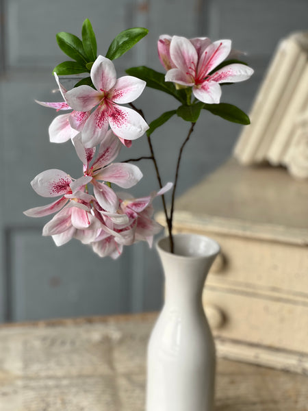 Adeline Azalea | 20" | First Blush | NOT CURRENTLY IN STOCK-New For Spring 2026!