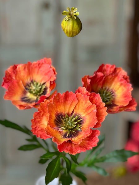 Rialto Poppies | 27" | Oriole | NOT CURRENTLY IN STOCK-New For Spring 2026!