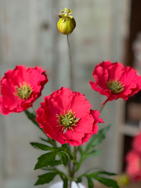 Rialto Poppies | 27" | Redden | NOT CURRENTLY IN STOCK-New For Spring 2026!