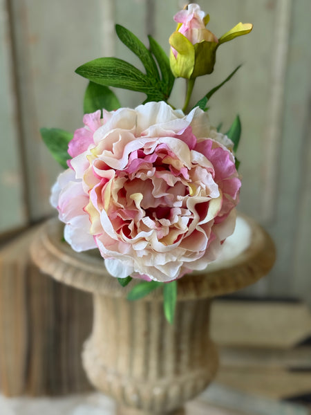 Bequest Peony | 24" | Flirt | NOT CURRENTLY IN STOCK-New For Spring 2027!