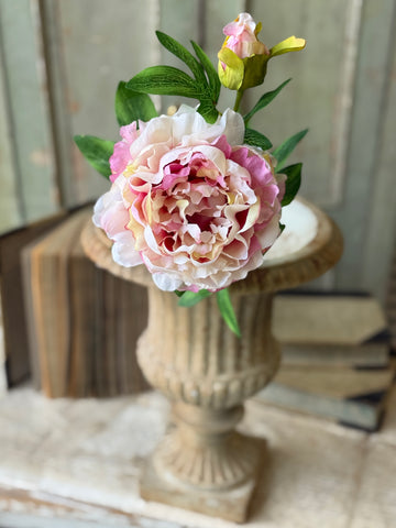 Bequest Peony | 24" | Flirt | NOT CURRENTLY IN STOCK-New For Spring 2027!